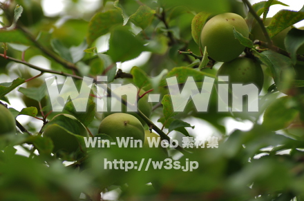 梅の実ですの写真素材 W-017211