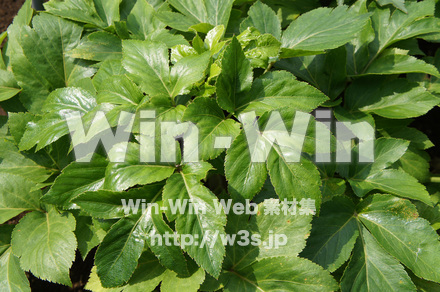 アシタバの写真素材 W-017751