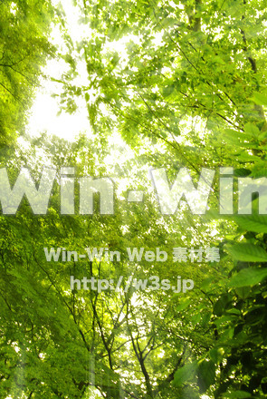 木漏れ日の写真素材 W-017410