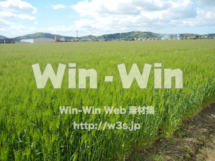 田んぼの写真素材 W-017627