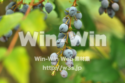 柊南天の写真素材 W-017235