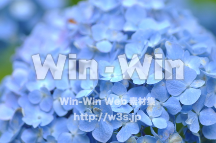 紫陽花の写真素材 W-017167