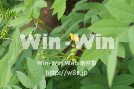 ハブソウの写真素材 W-017913