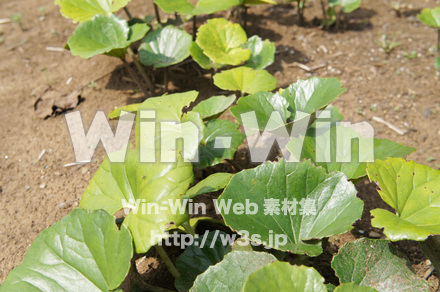 ツワブキの写真素材 W-017953