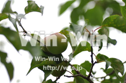 梅の実ですの写真素材 W-017210