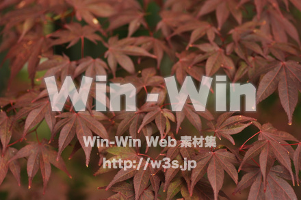 もみじの写真素材 W-017223