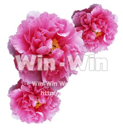 フレーム用　花の写真素材 W-016284