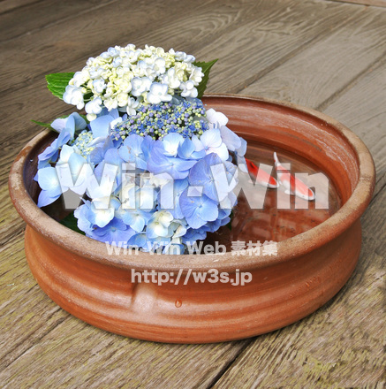 あじさいを活けるの写真素材 W-017395