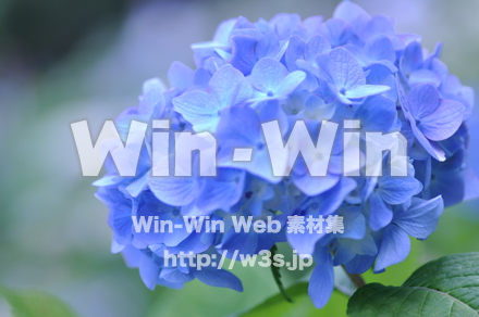 紫陽花の写真素材 W-017139