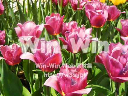 チューリップの写真素材 W-017643