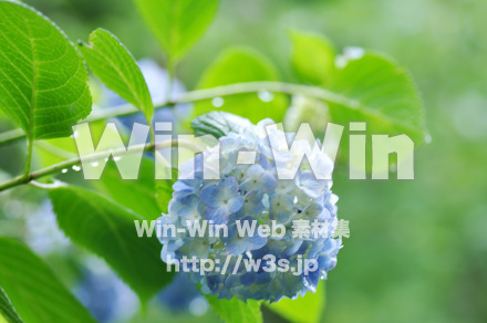 紫陽花の写真素材 W-017400