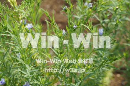 アマの写真素材 W-017749