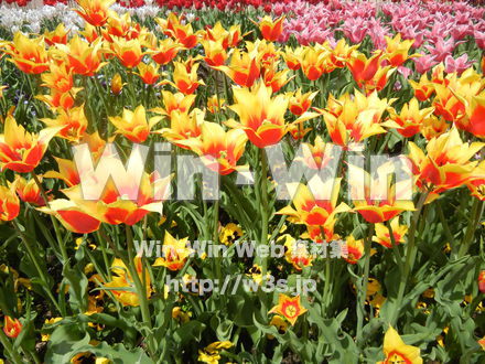 チューリップの写真素材 W-017639