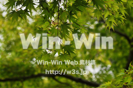 もみじの写真素材 W-017216