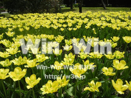 チューリップ畑の写真素材 W-017636