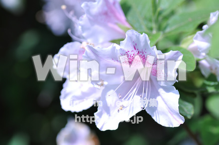 つつじの写真素材 W-016695