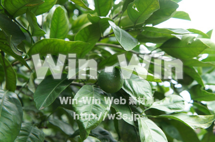 ウンシュウミカンの写真素材 W-017754