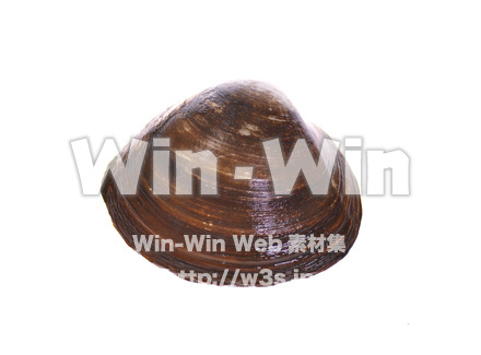 ホッキ貝の写真素材 W-017009