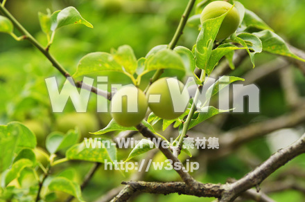 梅の実の写真素材 W-017199