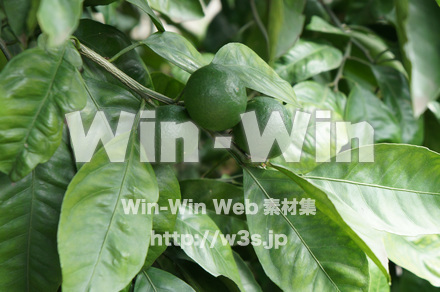 ウンシュウミカンの写真素材 W-017753