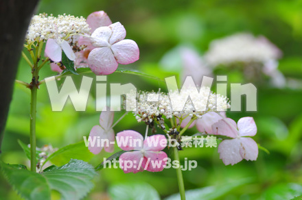 ピンクの紫陽花の写真素材 W-017407