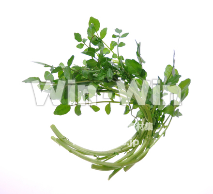 クレソンの写真素材 W-016195