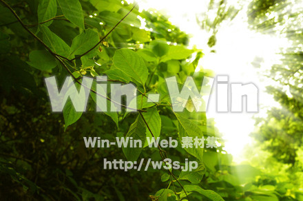 木漏れ日の写真素材 W-017379