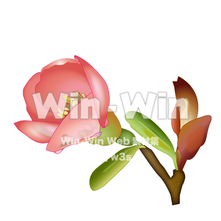 つぼみのCG・イラスト素材 W-016332