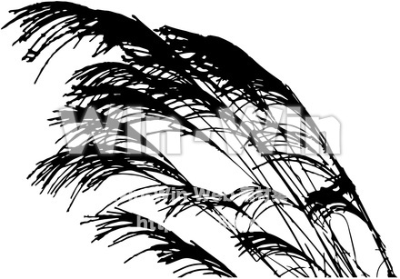 すすき（群生）のシルエット素材 W-016260