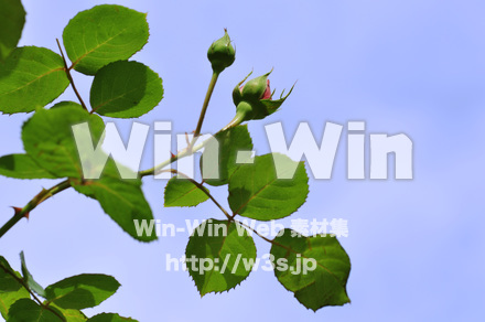 バラのつぼみの写真素材 W-016757