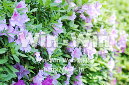 つつじの写真素材 W-016687