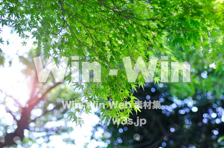 新緑の写真素材 W-016698