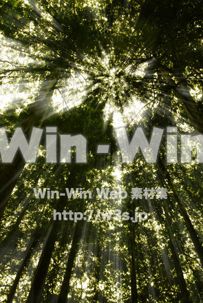 木漏れ日の写真素材 W-017411