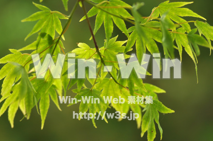 もみじの写真素材 W-017214