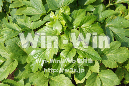 アシタバの写真素材 W-017752