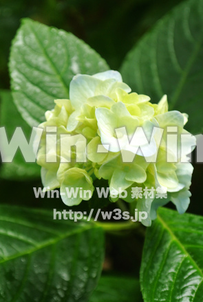 あじさい　クリーム色の写真素材 W-017413