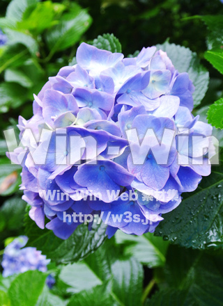 あじさい　青色の写真素材 W-017415