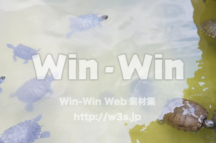 亀の写真素材 W-017646