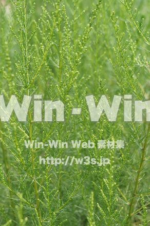 カワラヨモギの写真素材 W-017757