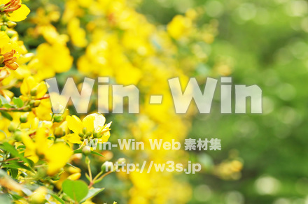 黄色い花の写真素材 W-017239