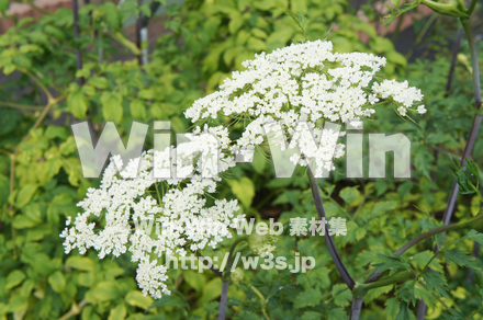 コウホンの写真素材 W-017768