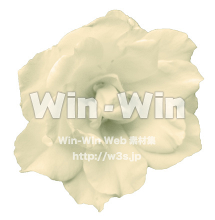 ベージュのバラの写真素材 W-017462