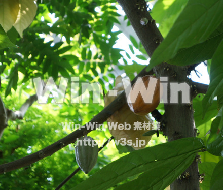 カカオの木の写真素材 W-017744