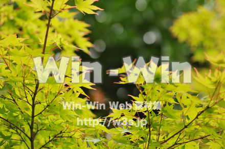 もみじの写真素材 W-017221