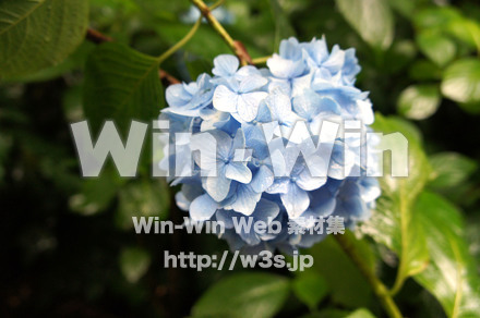 あじさいの写真素材 W-017380