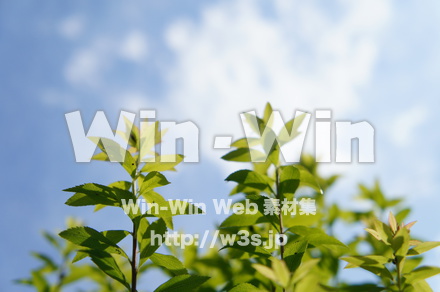 若葉の写真素材 W-016756