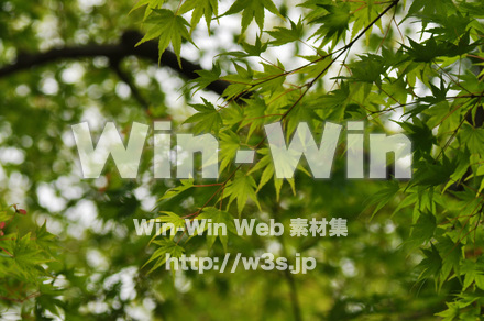 もみじの写真素材 W-017215