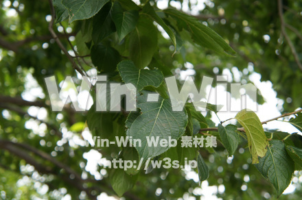 トチュウ/杜仲の写真素材 W-017838