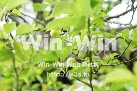 梅の実ですの写真素材 W-017205