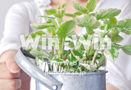 カフェの植物の写真素材 W-017965